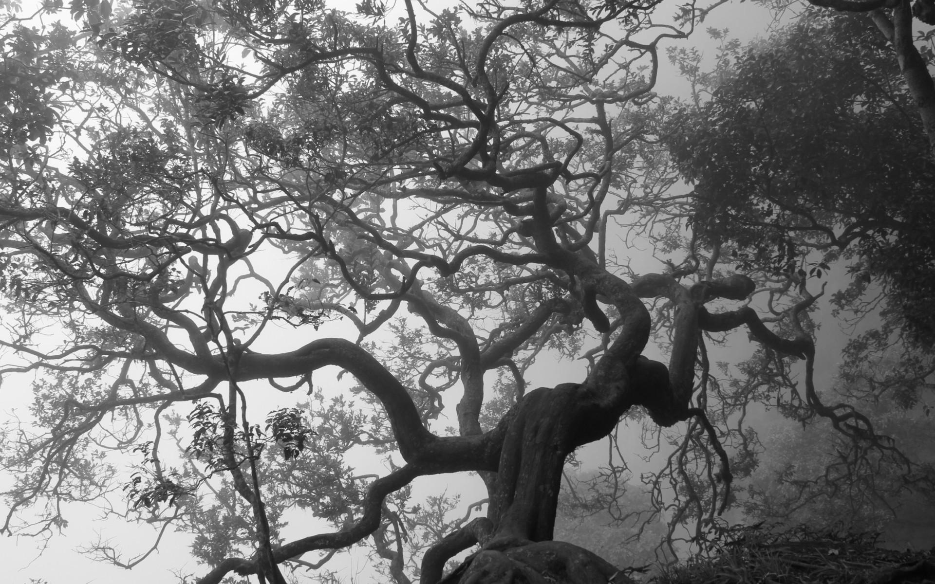 1920x1200 Trees, Organic Windows Wallpaper, Bw, Mist, black, Peace, Leaves, Smart Phone, lovely, Background Image, White, Fog,. Full HD Wallpaper