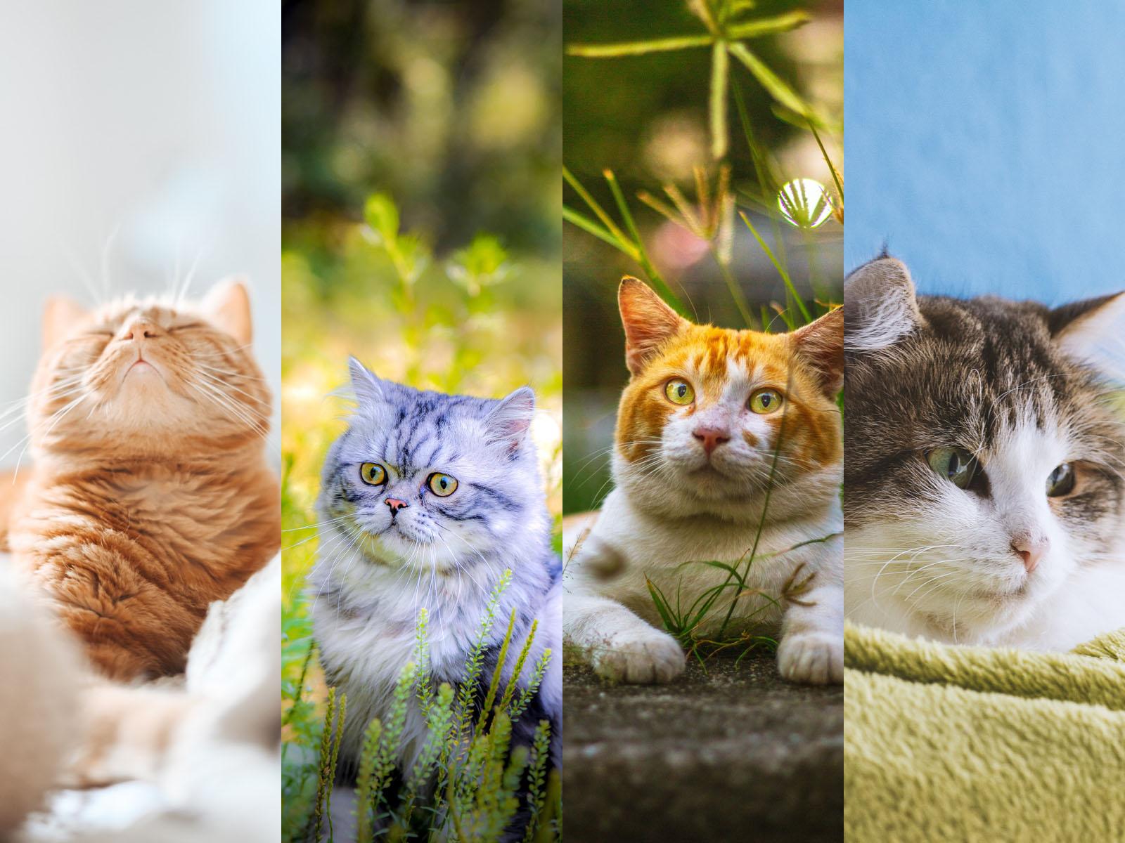 1600x1200 beautiful cat wallpaper Archives Like Cats Very Much
