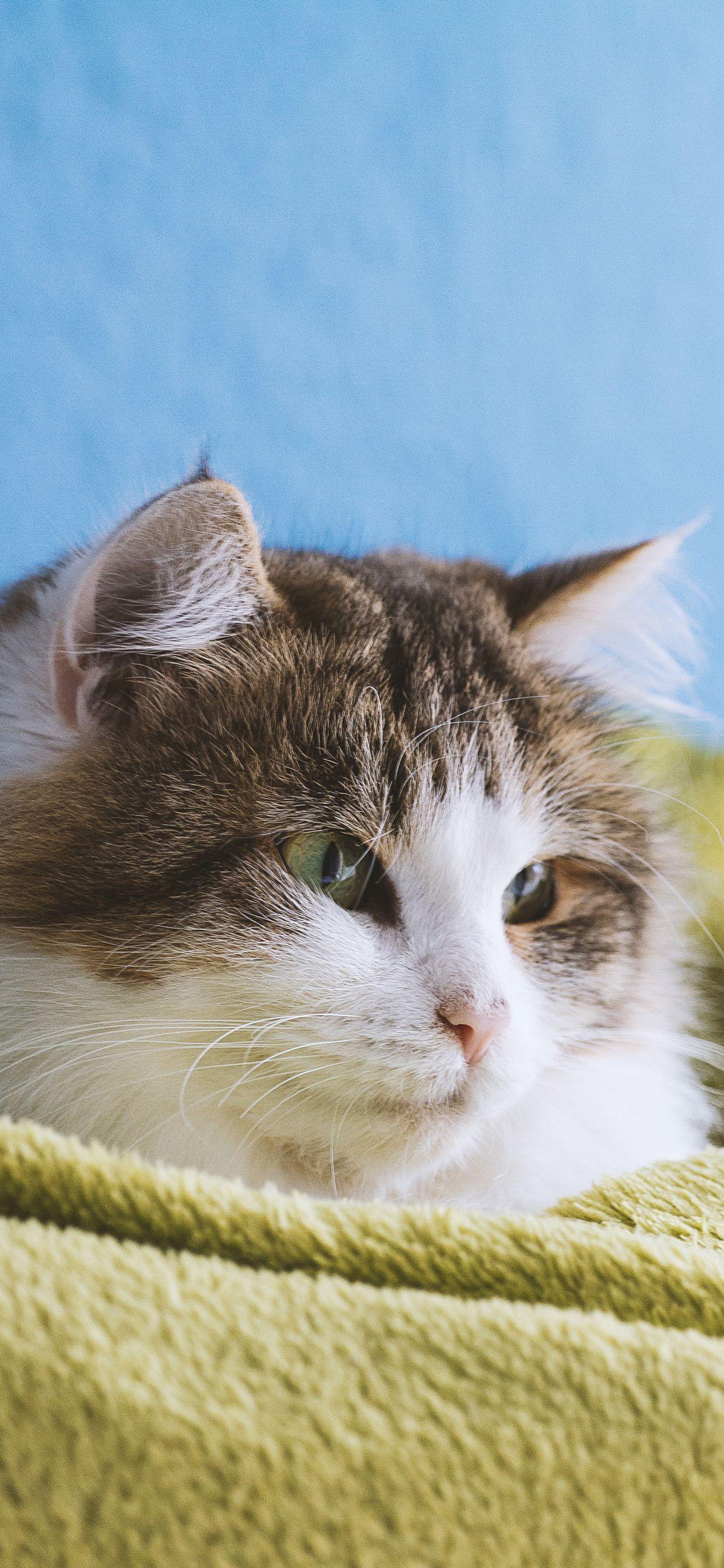 1242x2688 Cat Phone Wallpaper July 2020 Like Cats Very Much. Cute cat wallpaper, Gorgeous cats, Beautiful cat