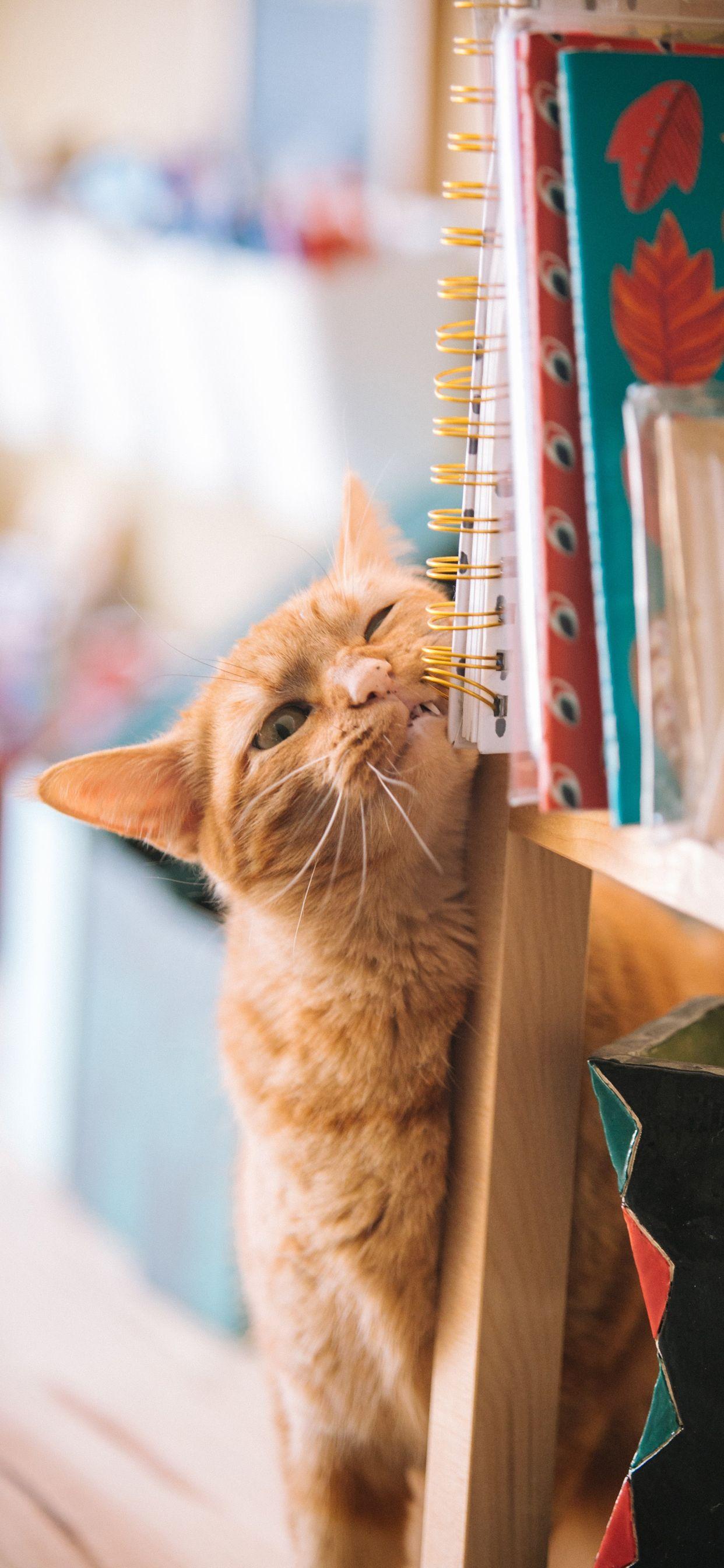 1242x2688 Cat Phone Wallpaper July 2020 Like Cats Very Much. Cat phone wallpaper, Cat wallpaper, Phone wallpaper
