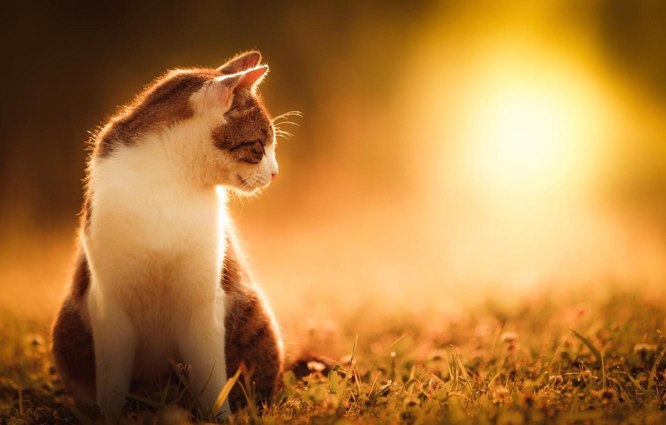 Beautiful Summer Cat Wallpapers Top Free Beautiful Summer Cat