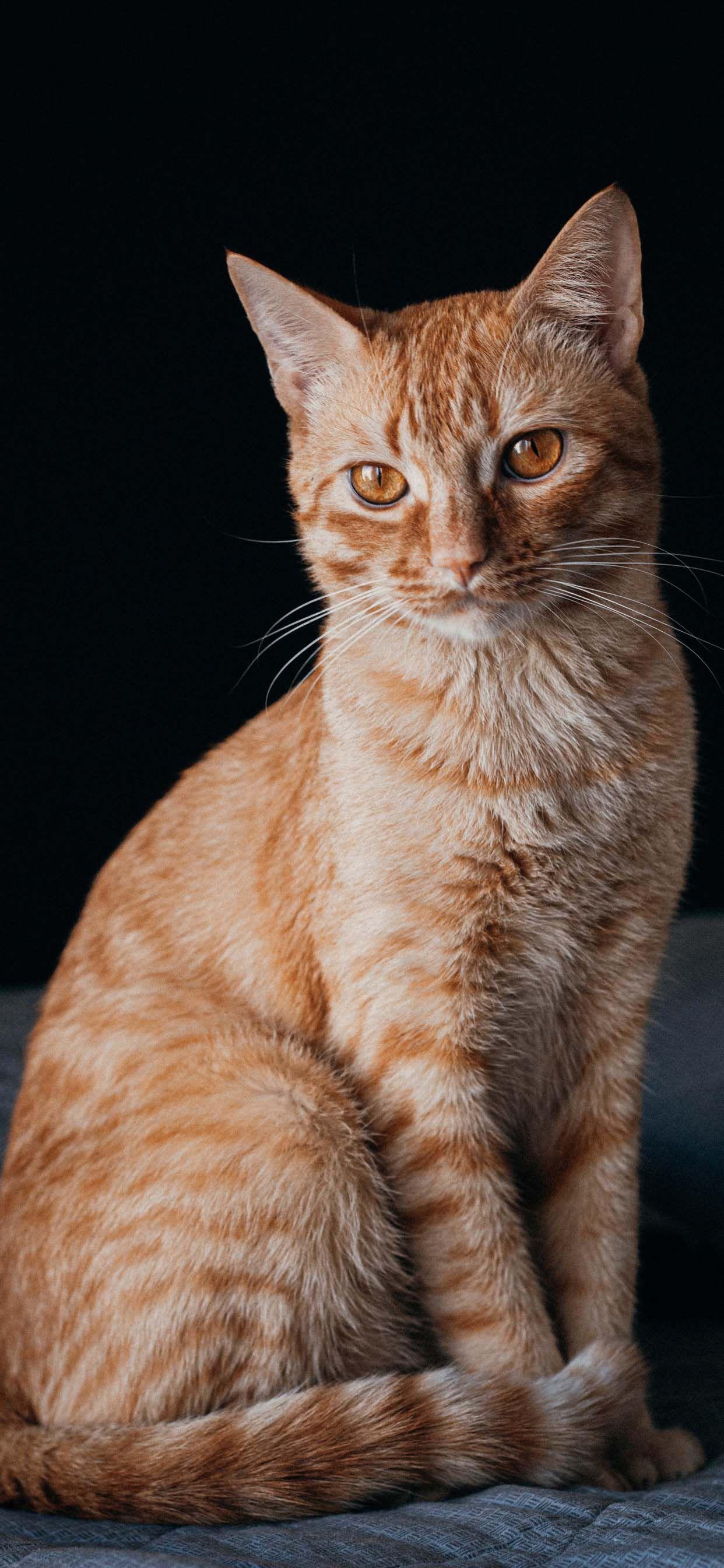1242x2688 Cat Phone Wallpaper September 2020 Like Cats Very Much. Cat phone wallpaper, Cats, Cute cat wallpaper