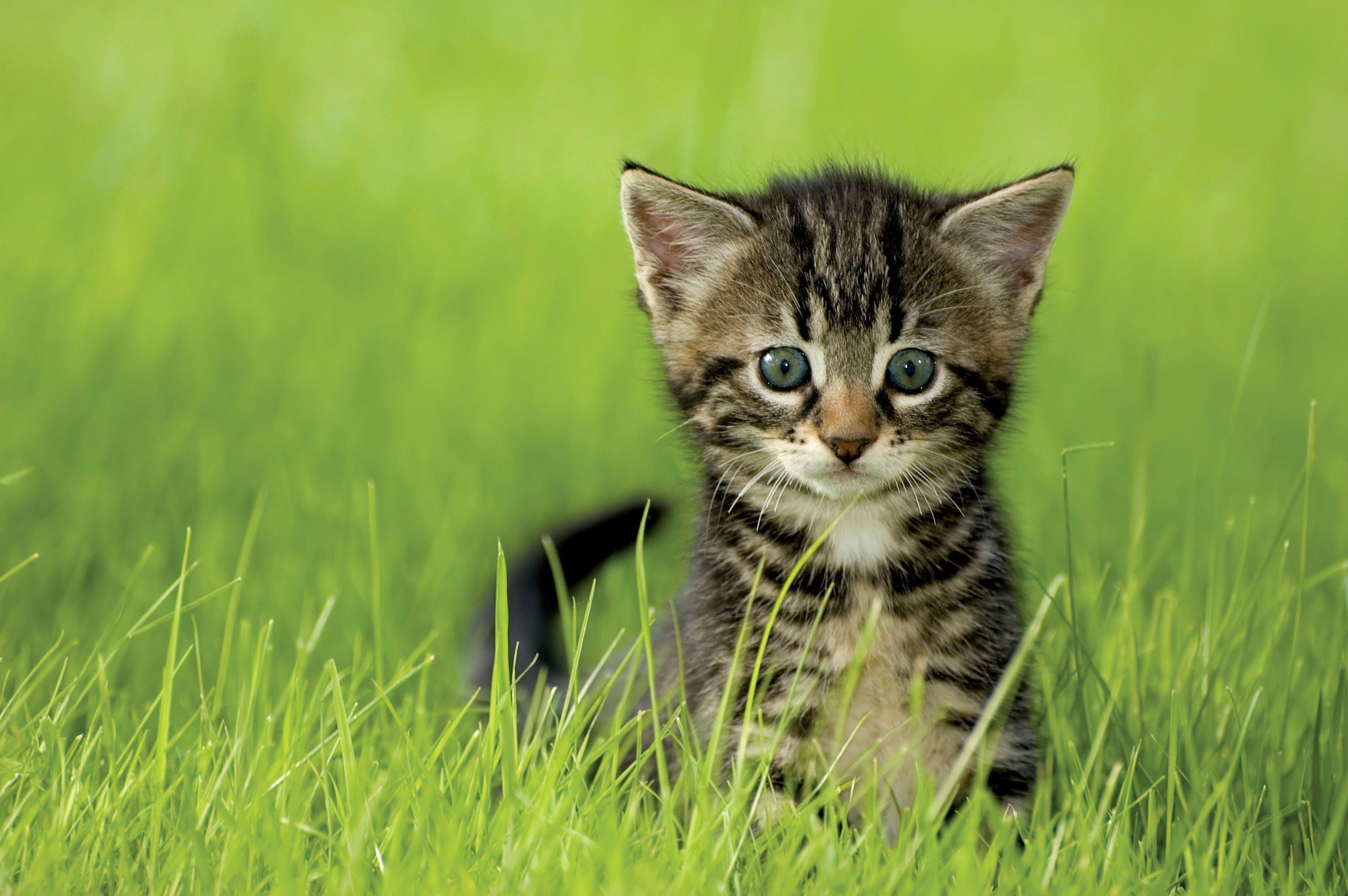 3008x2000 Free download Fabulous Feline Summer Special At Citizens For Animal Protection [3008x2000] for your Desktop, Mobile & Tablet. Explore Summer Cat Wallpaper Image. Free Cat Wallpaper For Desktop, Cat