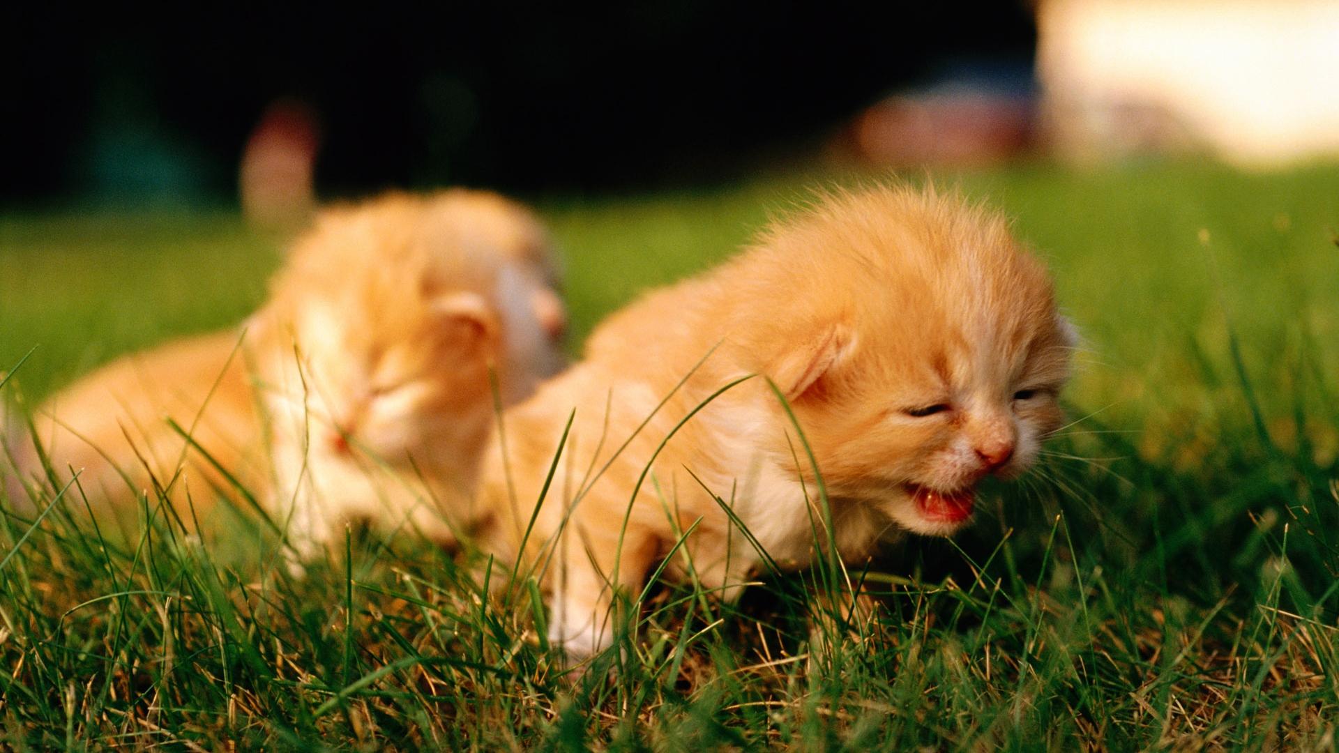 1920x1080 Double Cat Wallpaper