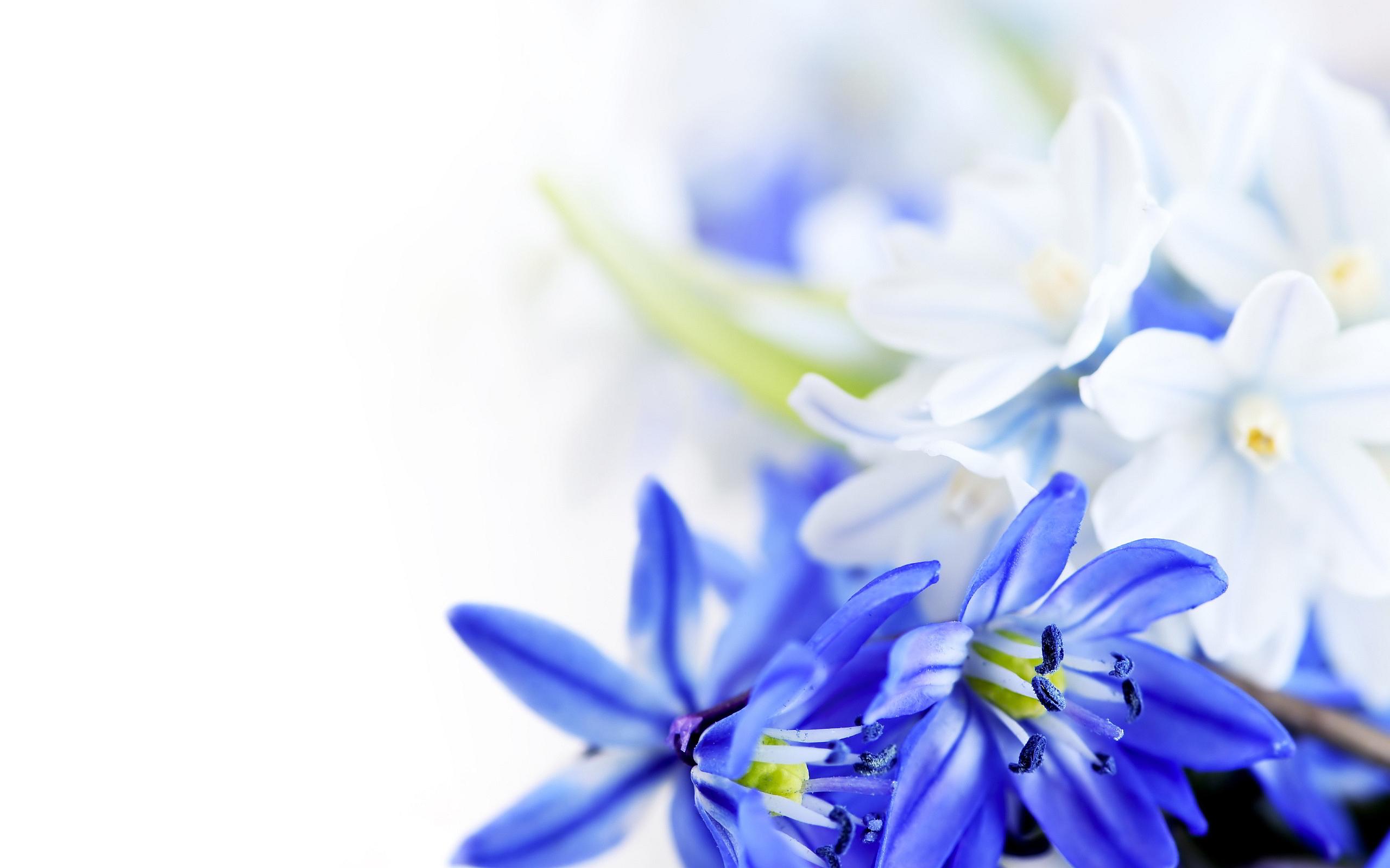2560x1600 White Flowers Wallpaper