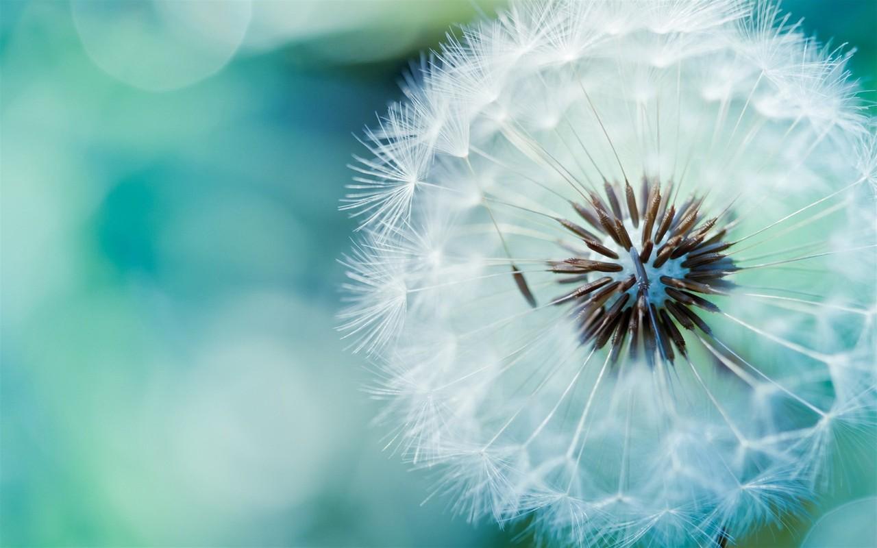 1280x800 Free download wallpaper dandelion background retail therapy parkdale wallpaper [1280x800] for your Desktop, Mobile & Tablet. Explore Wallpaper Retail. Wallpaper Stores Near Me, Wallpaper to Go Store Locations, Retail