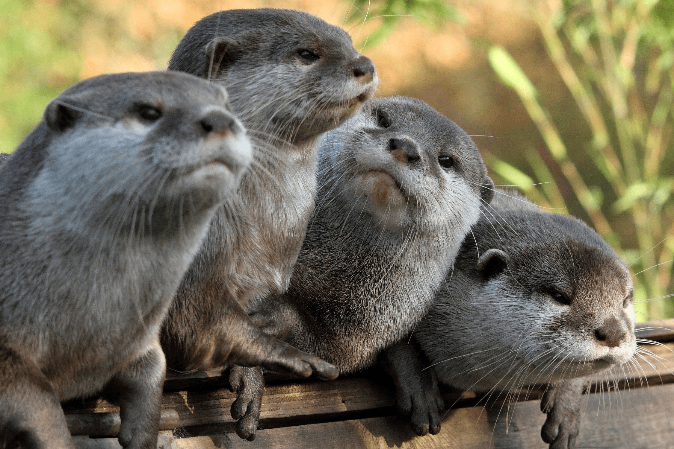2250x1501 Baby Otters Wallpaper
