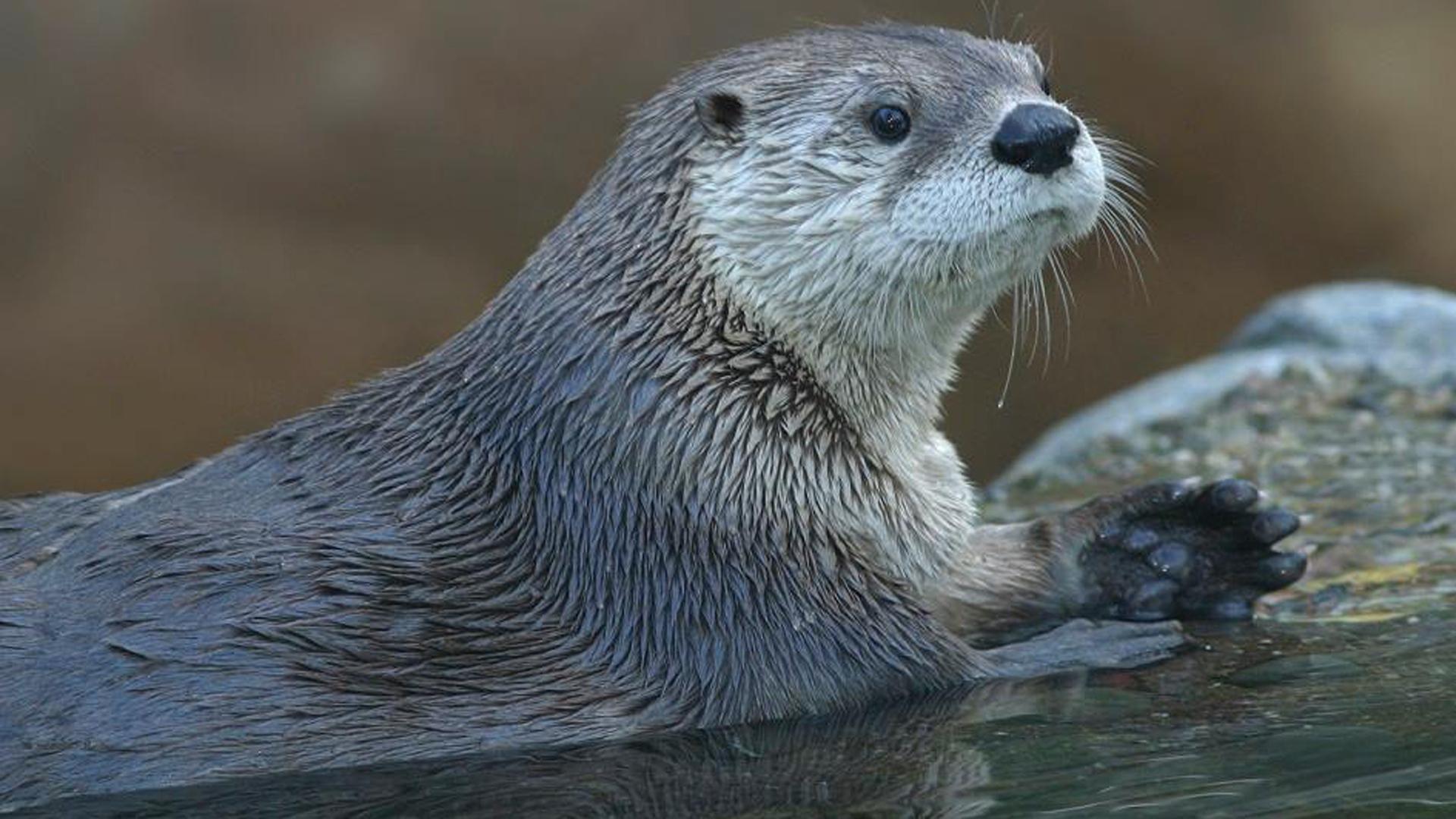 1920x1080 Pair of Pants Blamed For River Otter Death at Calgary Zoo