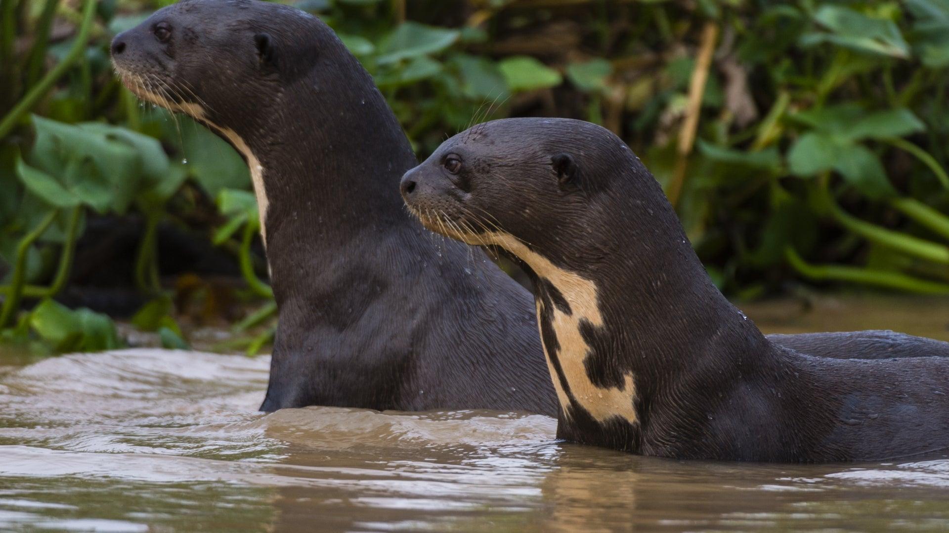 1920x1080 Giant River Otter Spotted in Argentina, Where It Was Feared to Be Extinct
