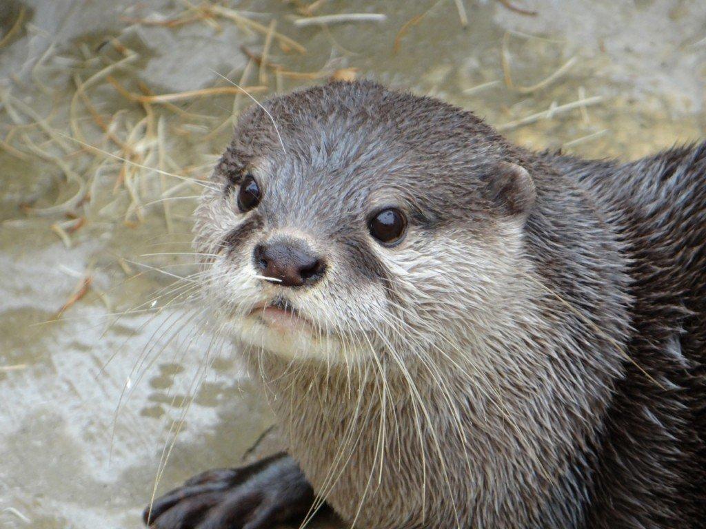 1024x768 Free download Cute River Otters HD Wallpaper Background Image [1024x768] for your Desktop, Mobile & Tablet. Explore Cute Otter Wallpaper. Cute Otter Wallpaper, Cute Otter Wallpaper, Otter Wallpaper