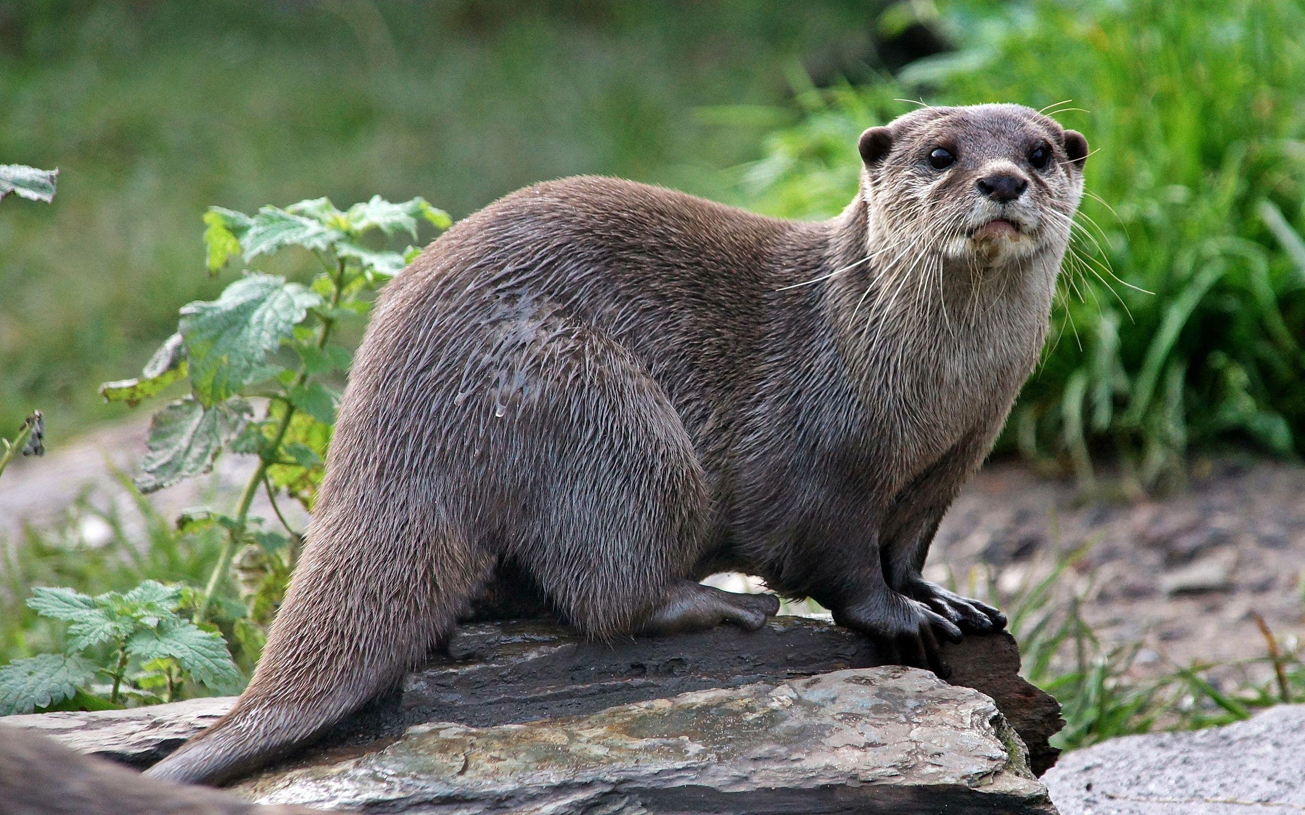 2560x1600 Otter wallpaperx1600. Animals, Otters, Reptiles pet