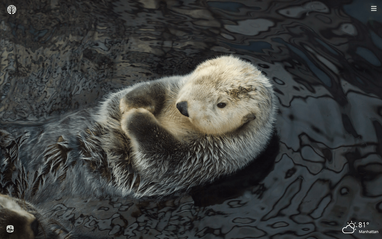 1280x800 Sea Otter HD Wallpaper New Tab