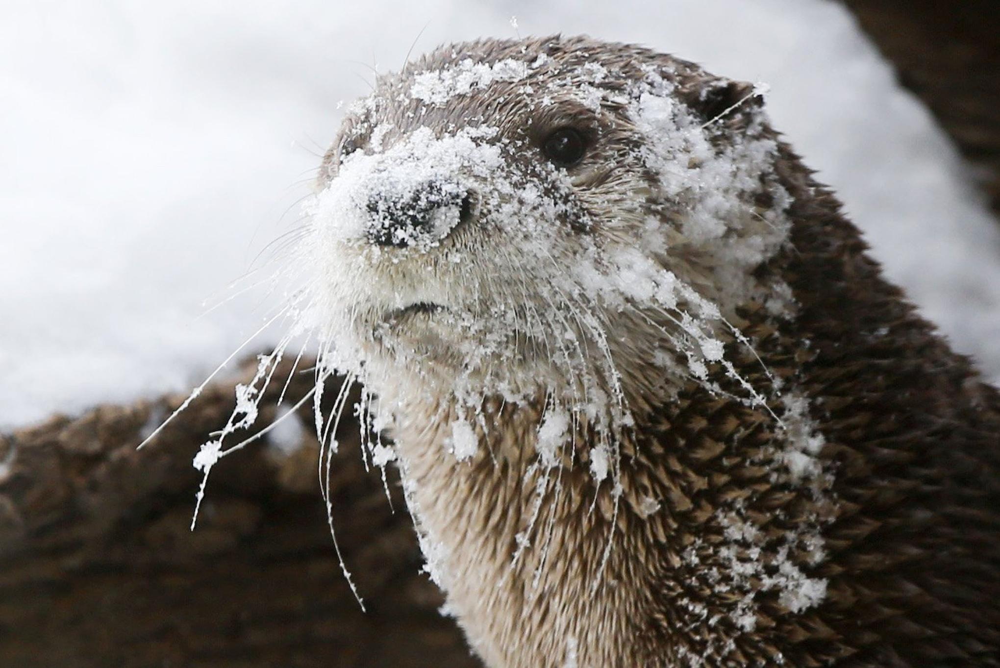 2040x1363 A river otter at the Sedgwick County Zoo HD Wallpaper