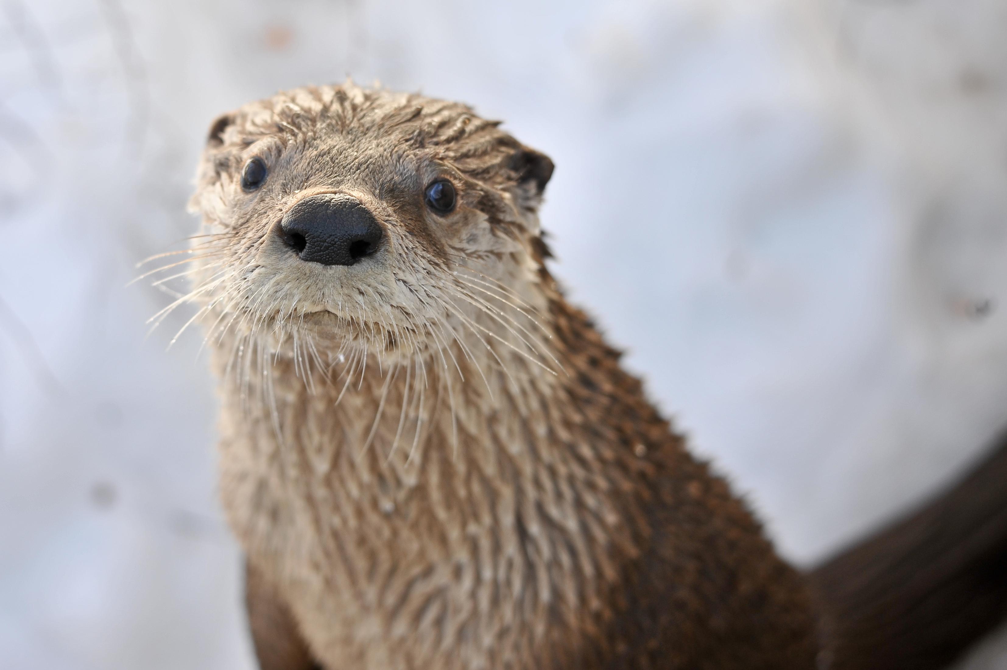 3307x2201 Otter Spotter!