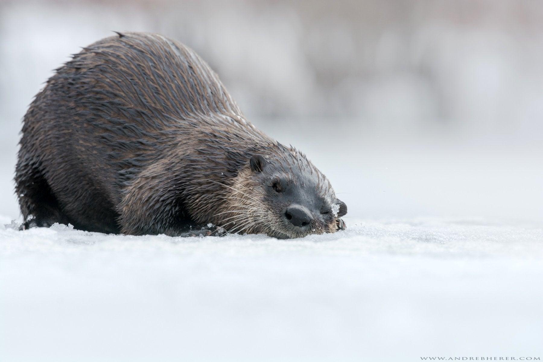 1800x1200 North American river Otter Loutre de rivière (1800 × 1200)