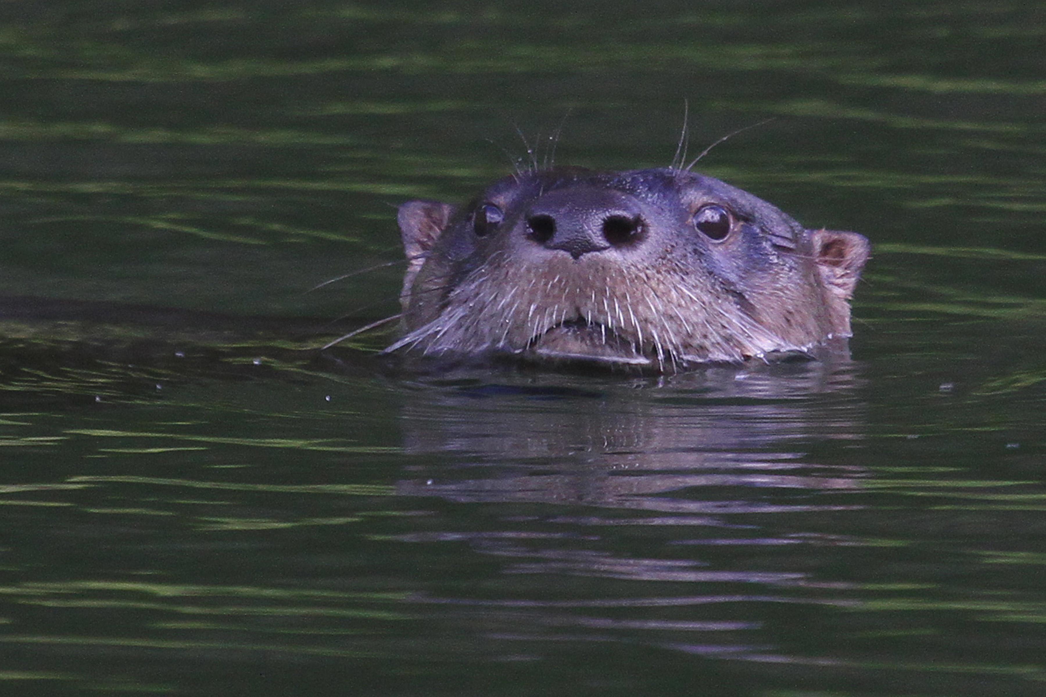 3600x2400 North American River Otter