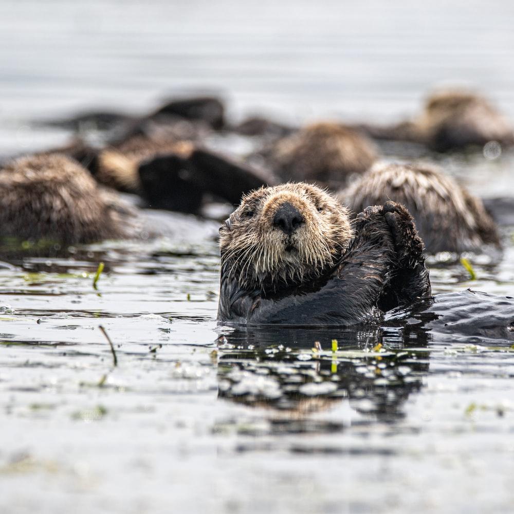 1000x1000 Otter Picture [HD]. Download Free Image