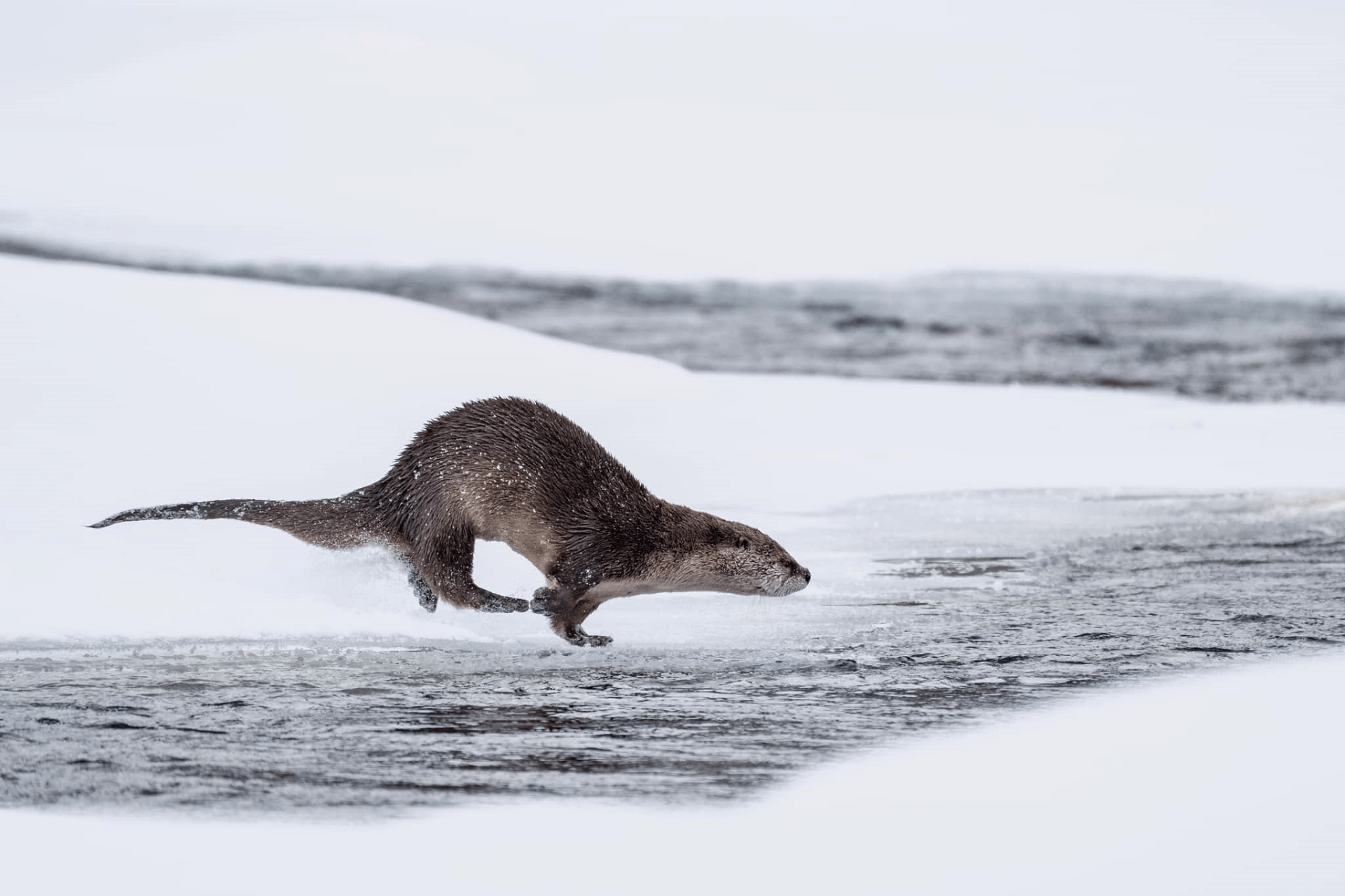 1920x1280 Yellowstone River Otter 1920 × 1280