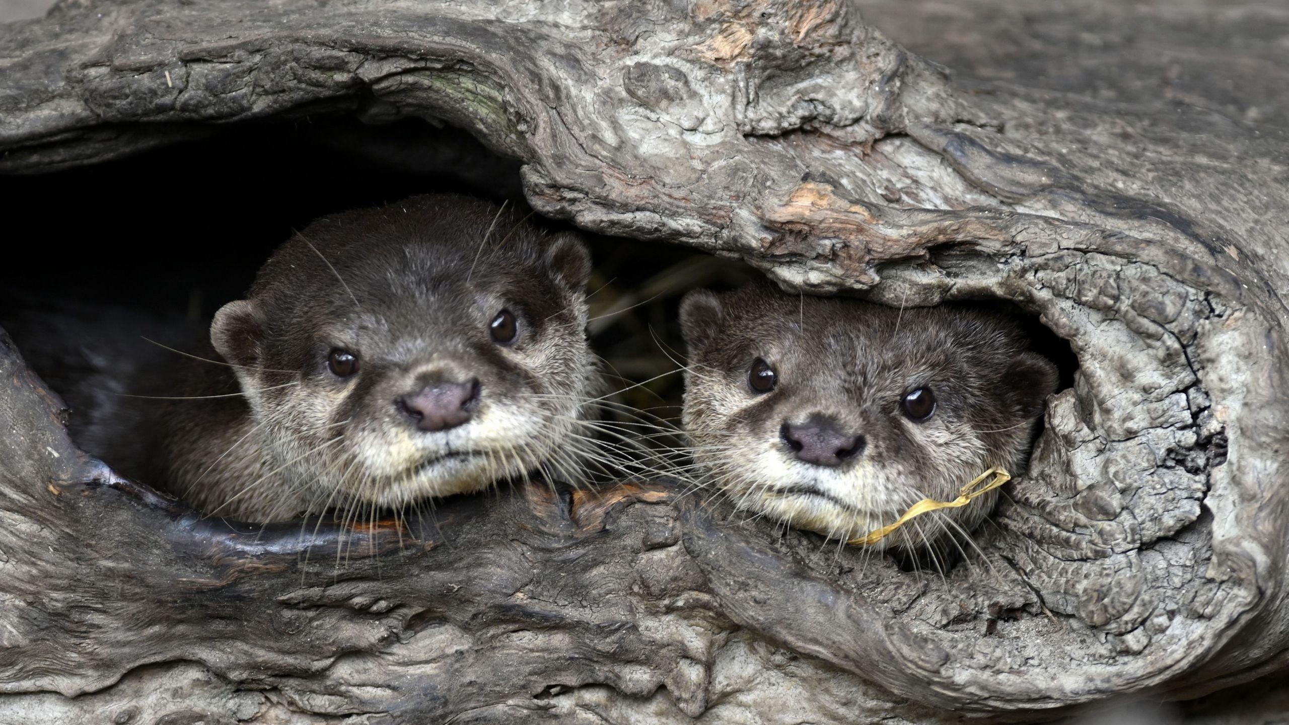 2560x1440 Otters At Georgia Aquarium Test Positive For COVID 19. WATE 6 On Your Side