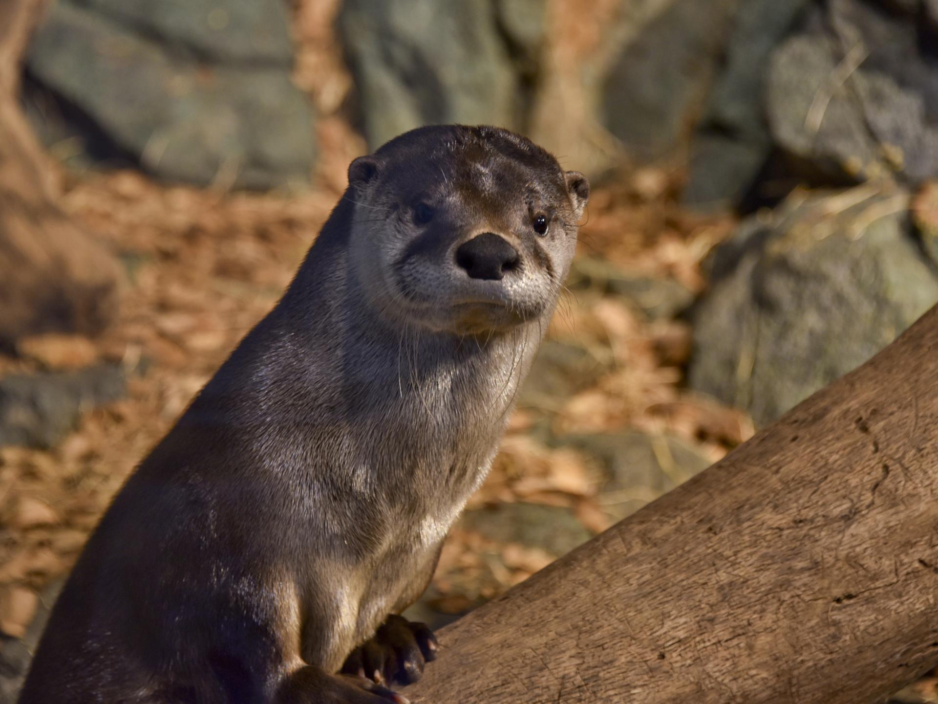1920x1440 River Otter At Zoo Free Domain Picture