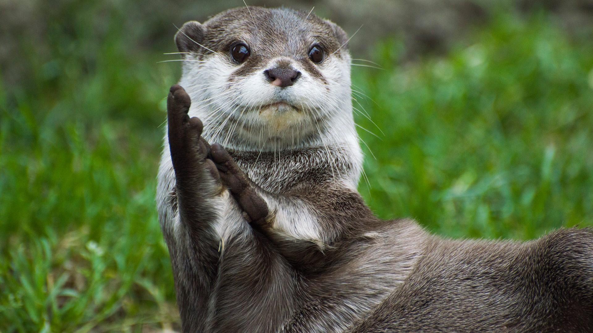 1920x1080 Asian Small Clawed Otter