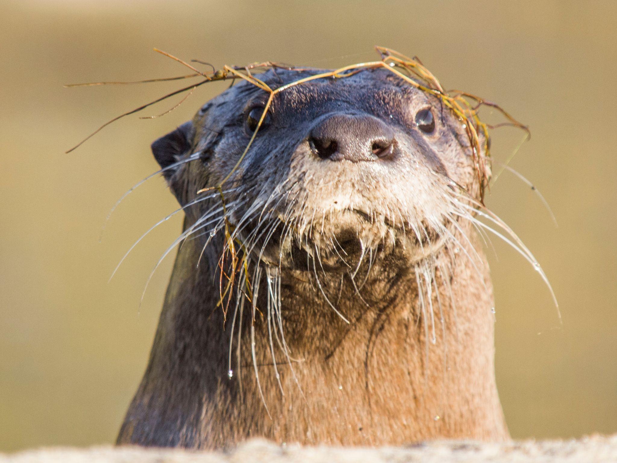 2048x1536 Part of Lassen Volcanic National Park closed after angry otter bites swimmer