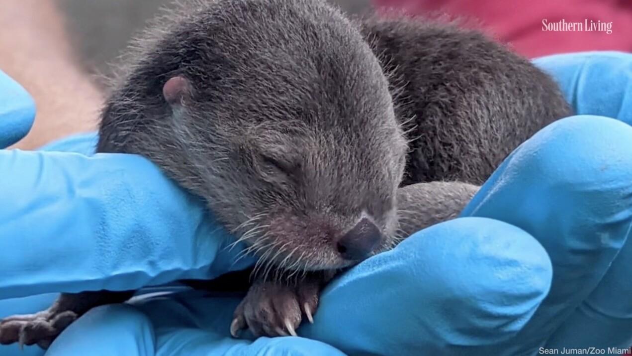 1271x715 Zoo Miami Welcomes 3 North American River Otter Pups