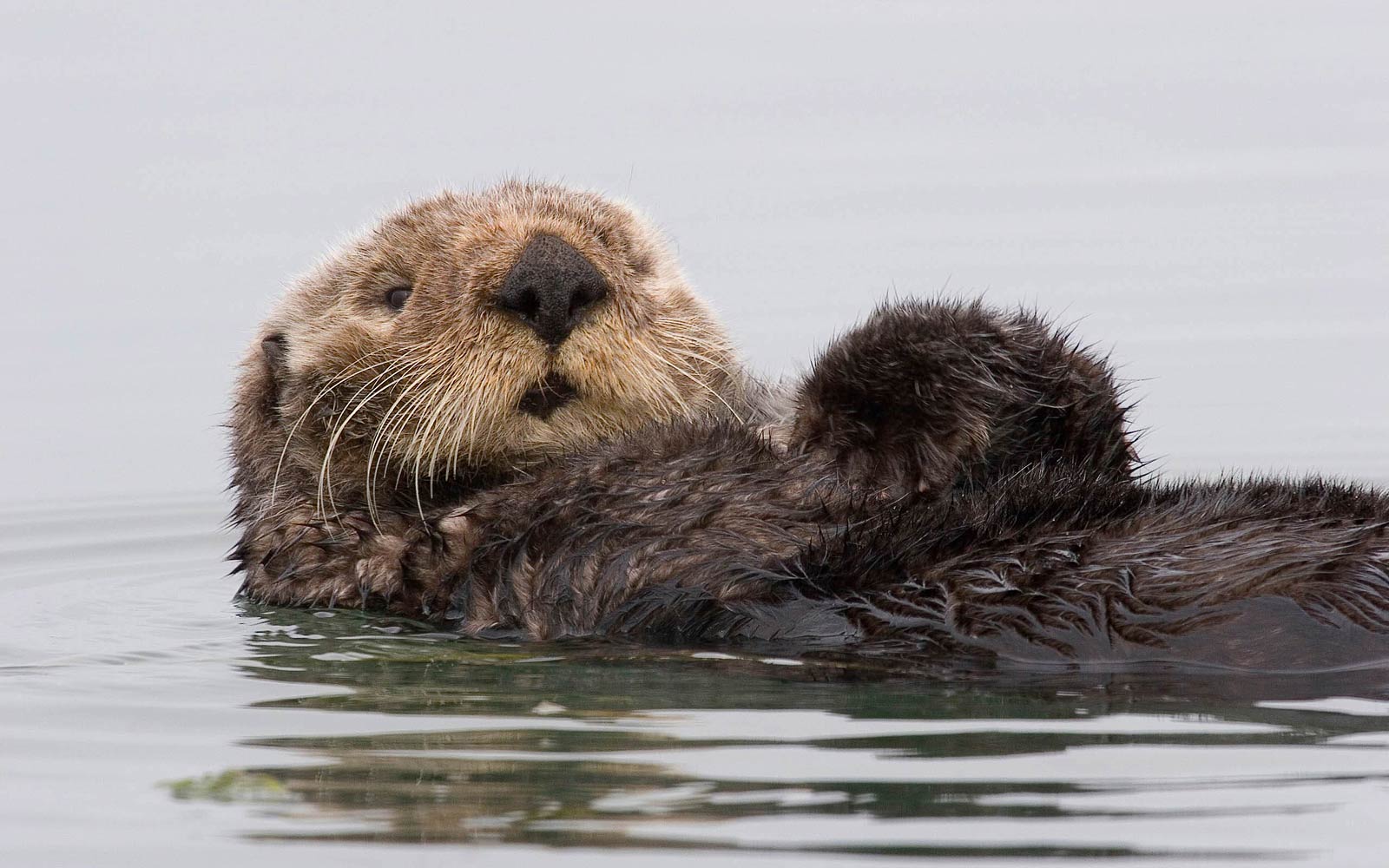 1600x1000 Free Otter Wallpaper