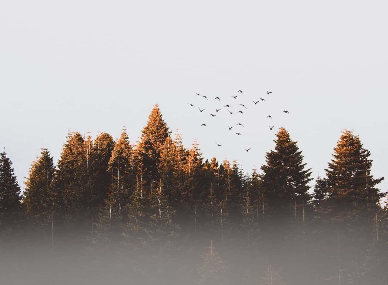 1280x940 Glorious! The Steadfast Love Of The Lord Never Ceases. Landscape photography nature, Nature photography, Tree image
