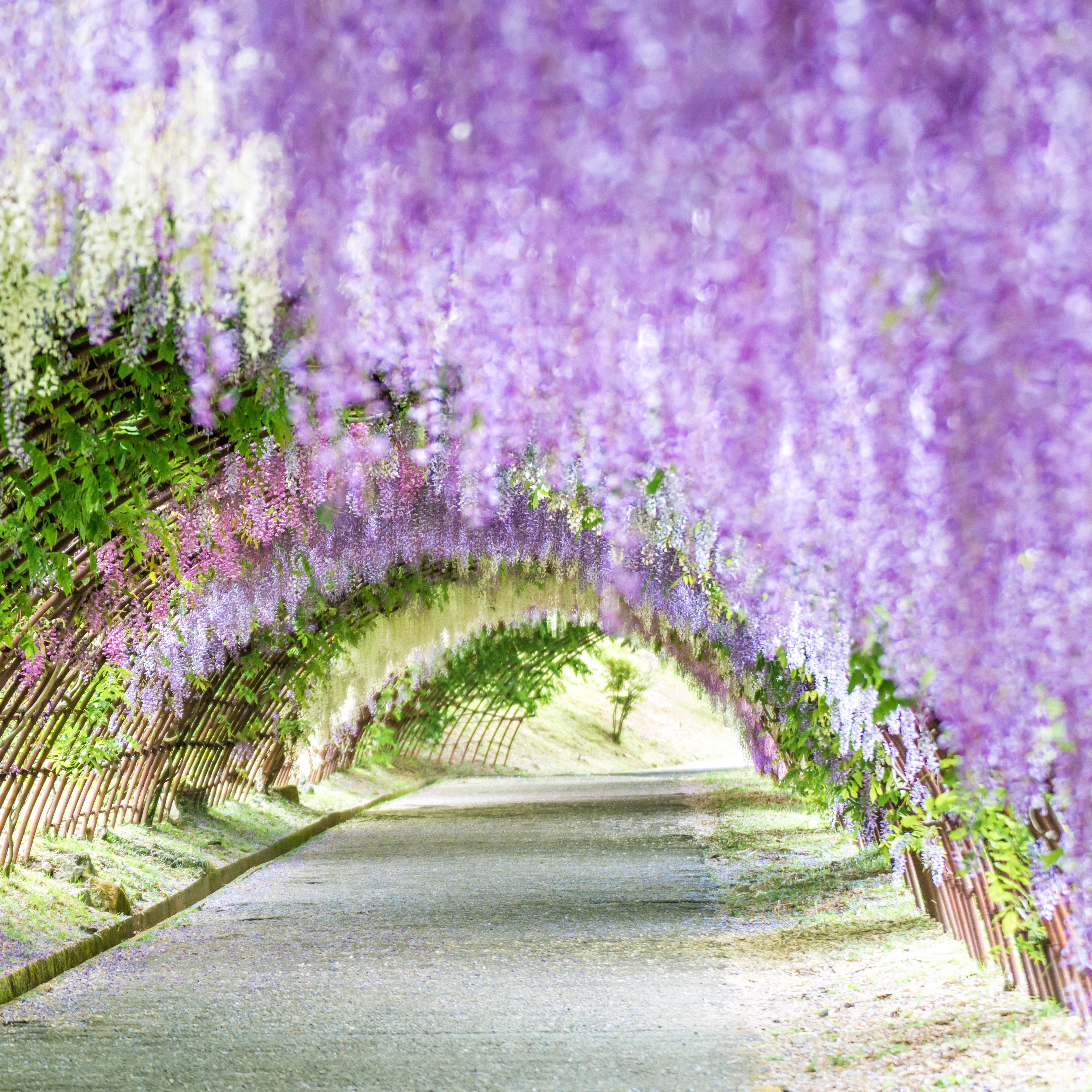 4016x4016 Spring Flower Picture from Around the World. Condé Nast Traveler