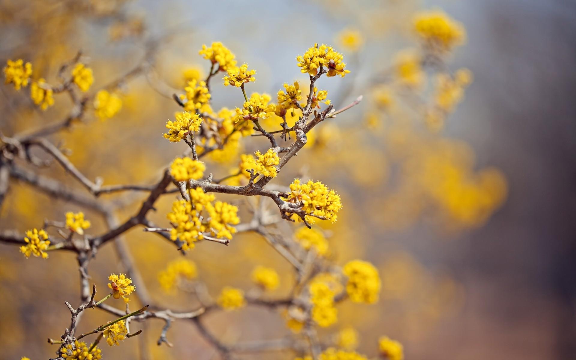 1920x1200 Yellow Flowers Wallpaper 46539 1920x1200px