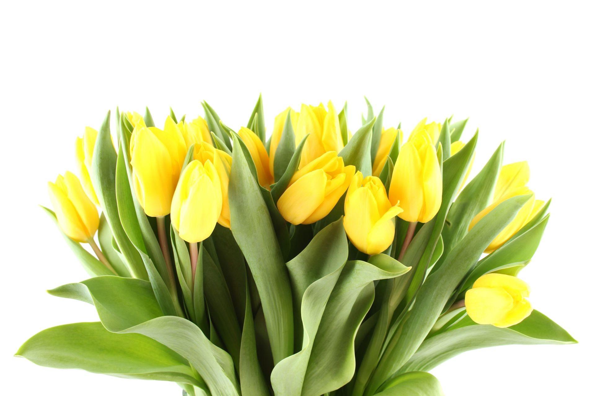 March Flowers Wallpapers Top Free March Flowers Backgrounds
