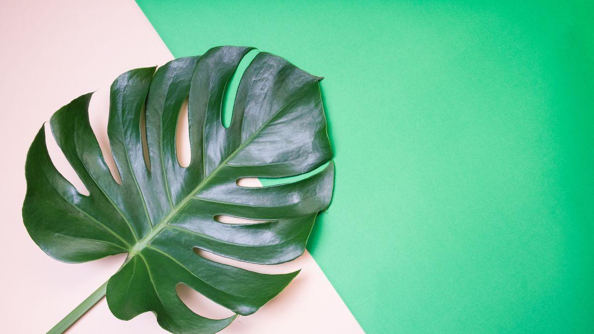 1200x675 Tumblr Green Plant Computer Wallpaper