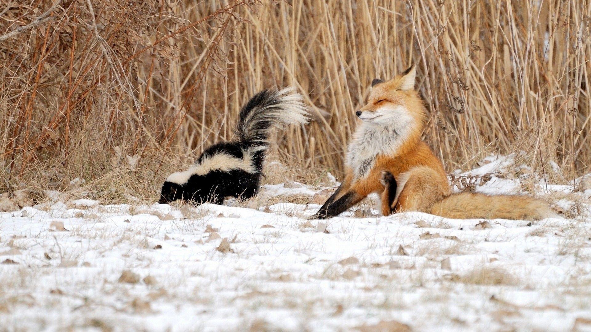 1920x1080 Funny Animals Wallpaper
