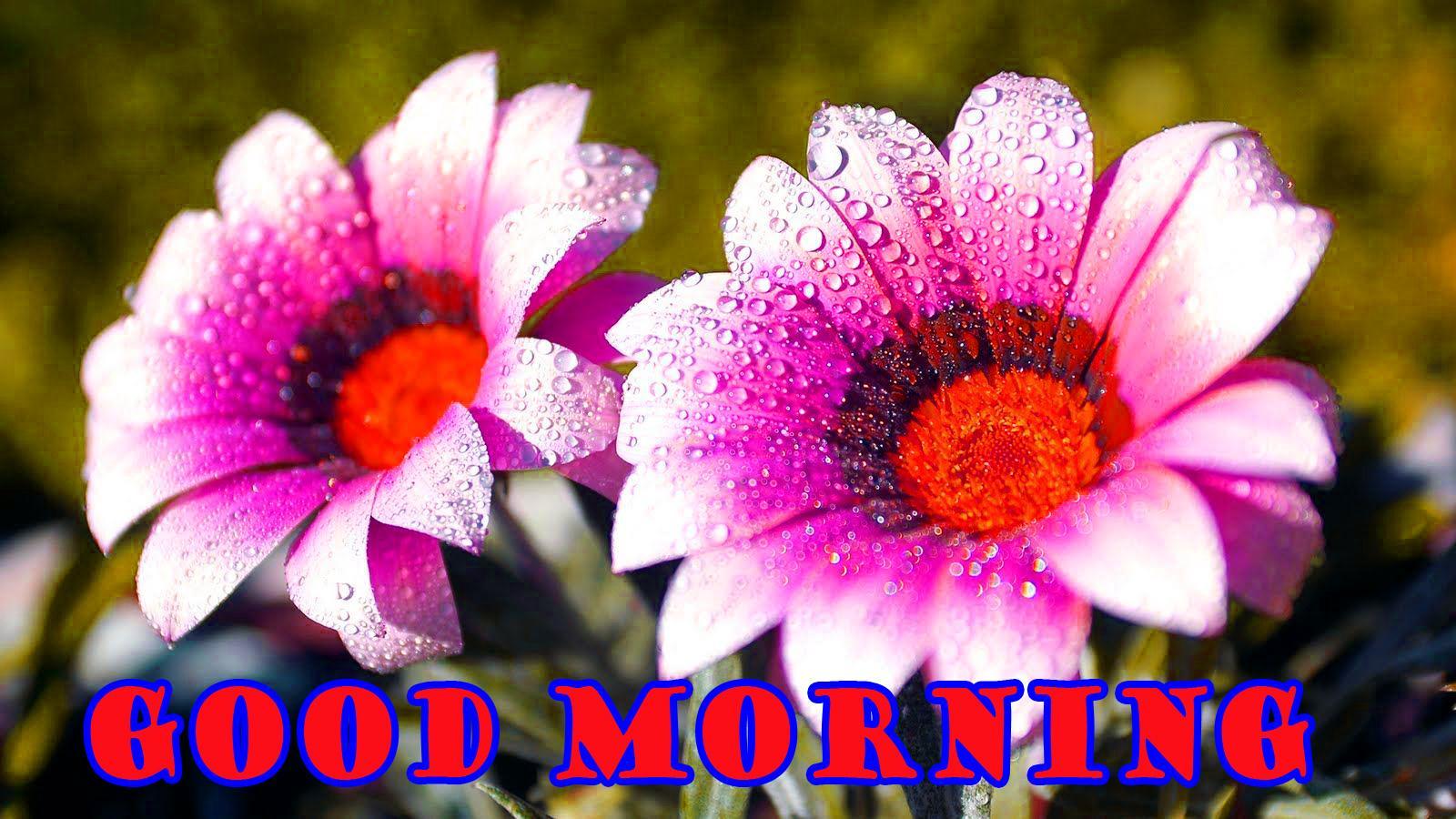 Morning Flowers Wallpapers Top Free Morning Flowers Backgrounds WallpaperAccess