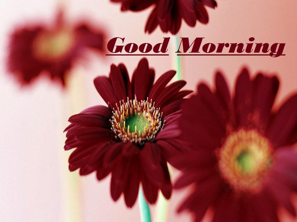 Morning Flowers Wallpapers - Top Free Morning Flowers Backgrounds ...