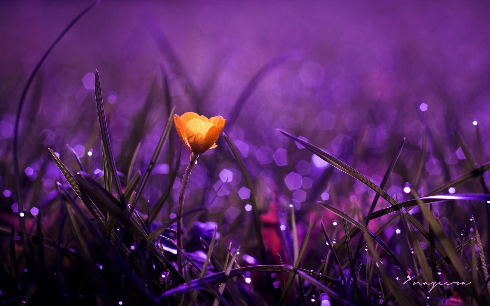 Morning Flowers Wallpapers - Top Free Morning Flowers Backgrounds