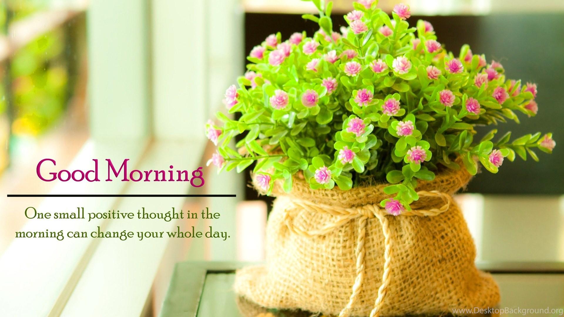 1920x1080 Flower In Morning Sun HD Wallpaper Flowers Wallpaper Desktop Background