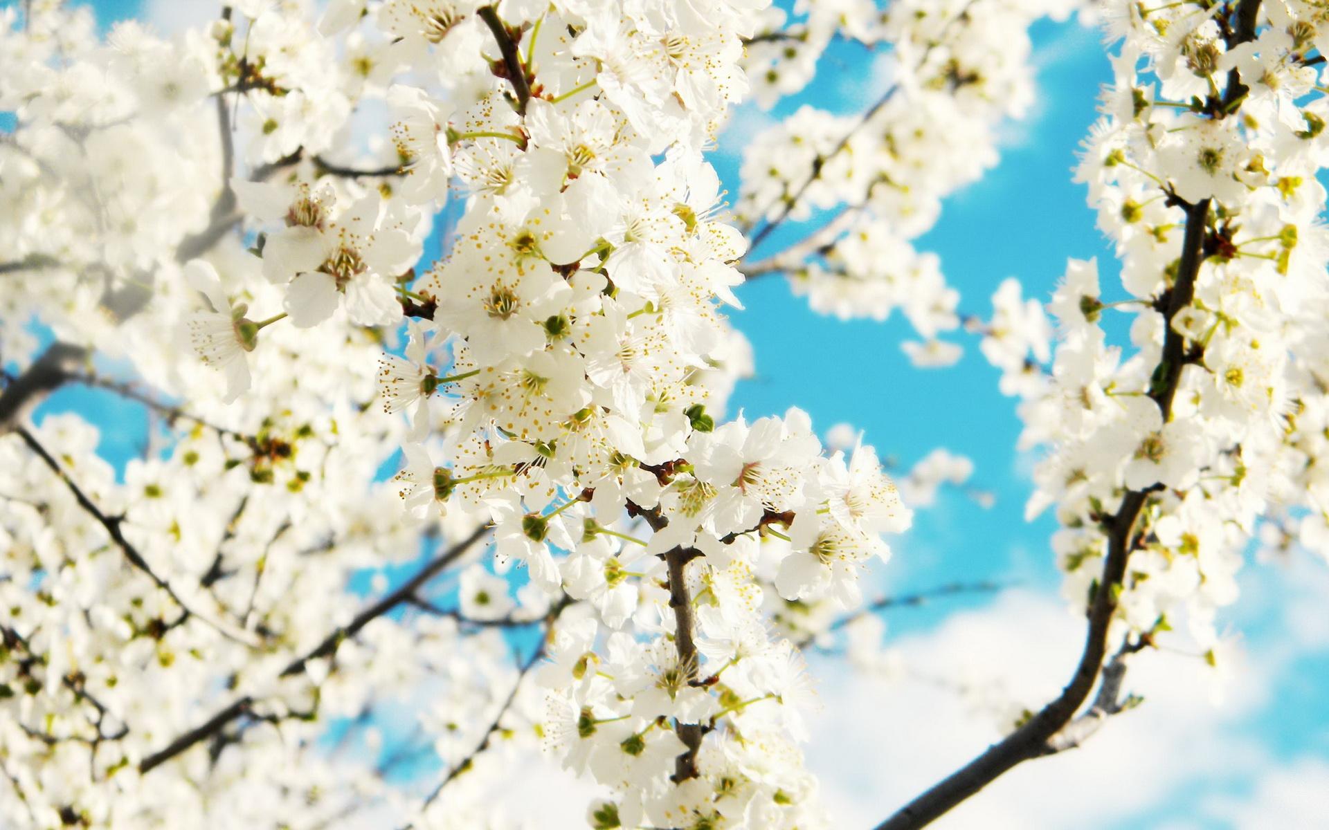 1920x1200 Beautiful Spring Wallpaper for Desktop. Design Trends PSD, Vector Downloads