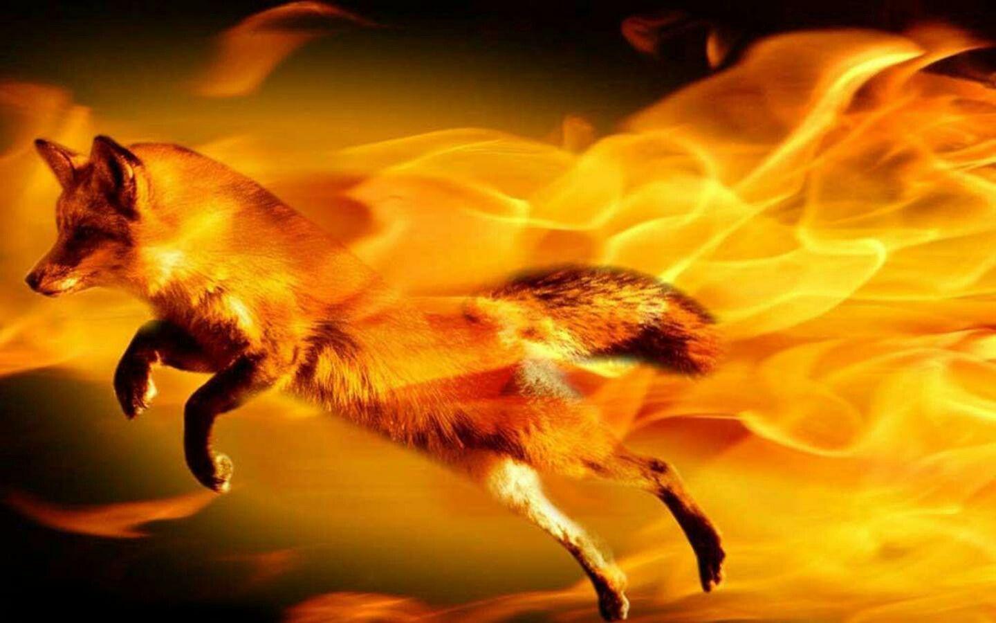1440x900 Cool Fox Wallpaper High Definition. Fire art, Animal wallpaper, Cool fire