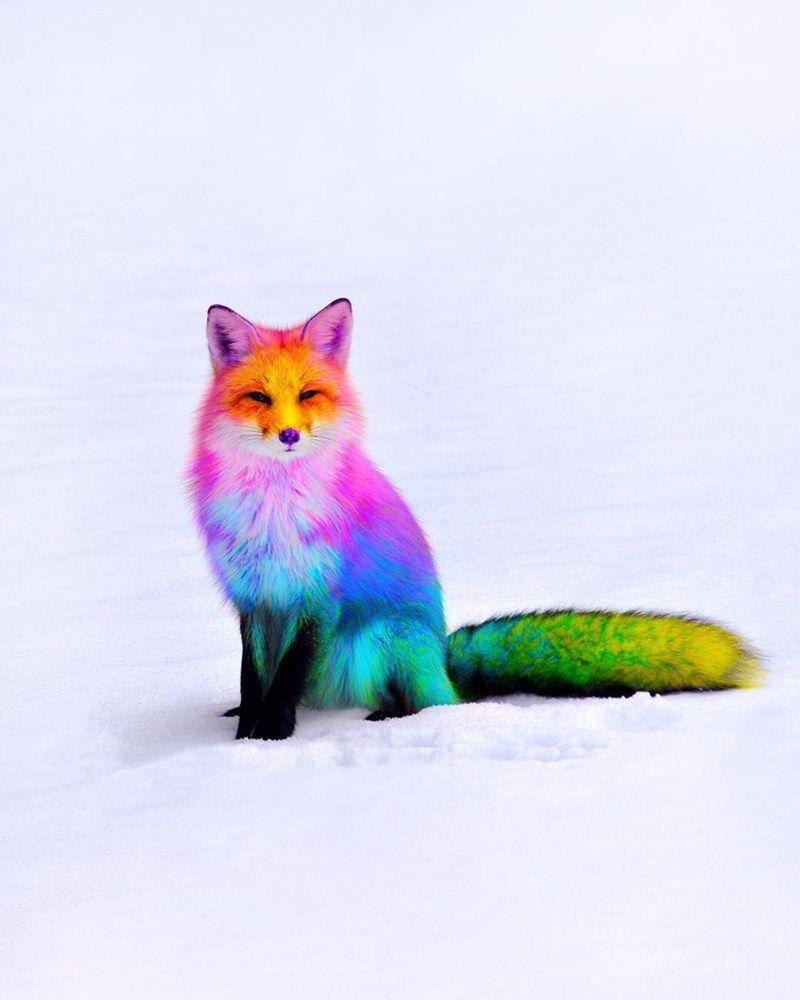 800x1000 Animals: The Magnificent Rainbow Makeover Edition. Cute animals, Colorful animals, Animals beautiful