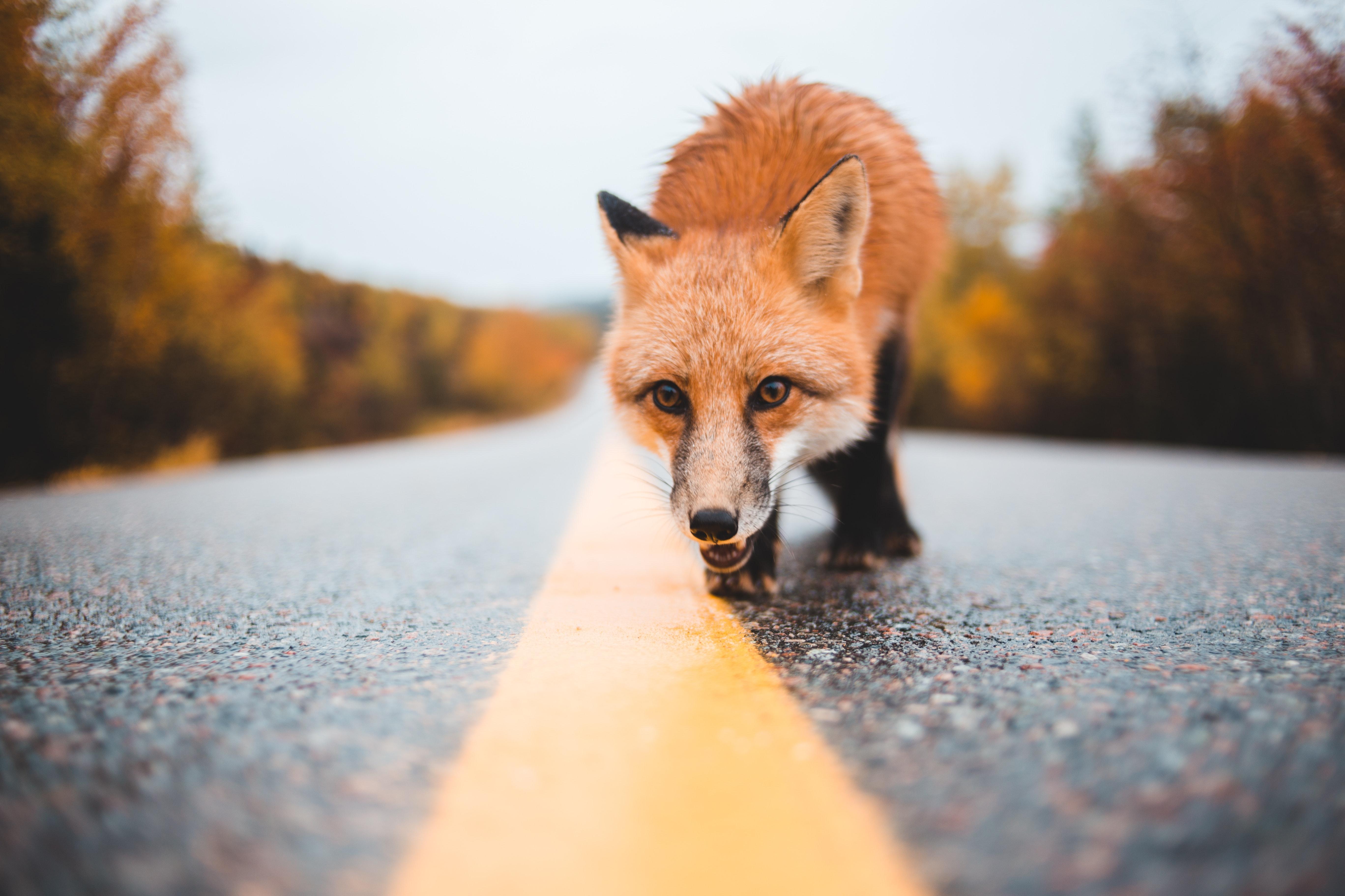 Colorful Fox Wallpapers - Top Free Colorful Fox Backgrounds ...