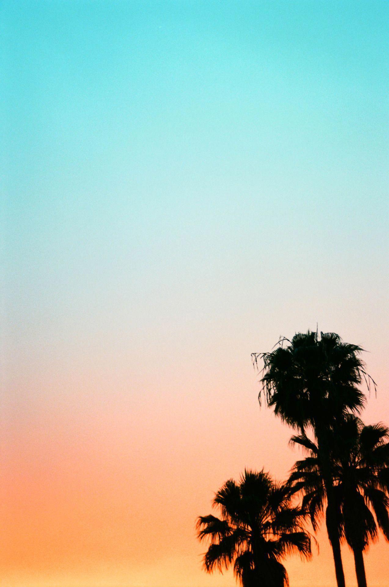 1273x1920 Pastel rainbow sunset and palm trees :) #iphonewallpapertravel. Rainbow sunset, Palm trees wallpaper, iPhone wallpaper california