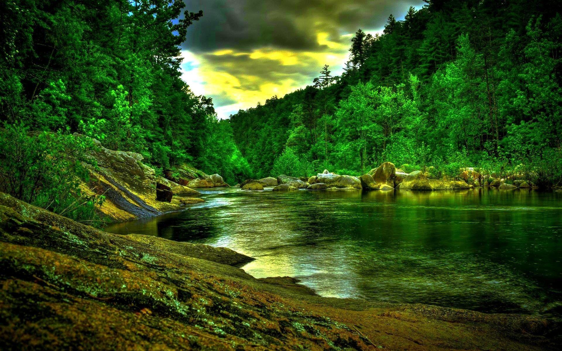 1920x1200 Rain Forest HD Wallpaper