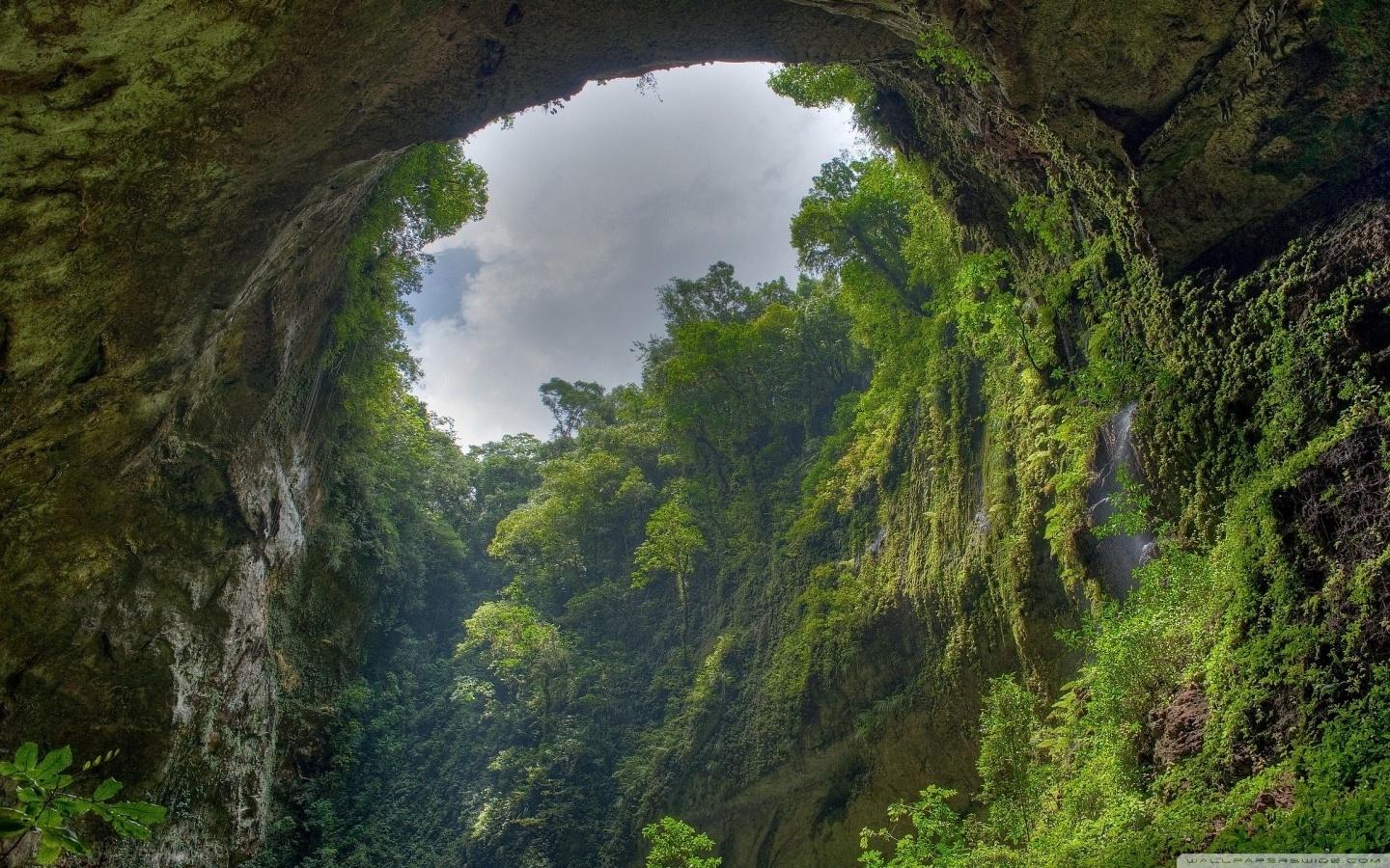 1440x900 Rain Forest Ultra HD Desktop Background Wallpaper for 4K UHD TV : Widescreen & UltraWide Desktop & Laptop : Tablet