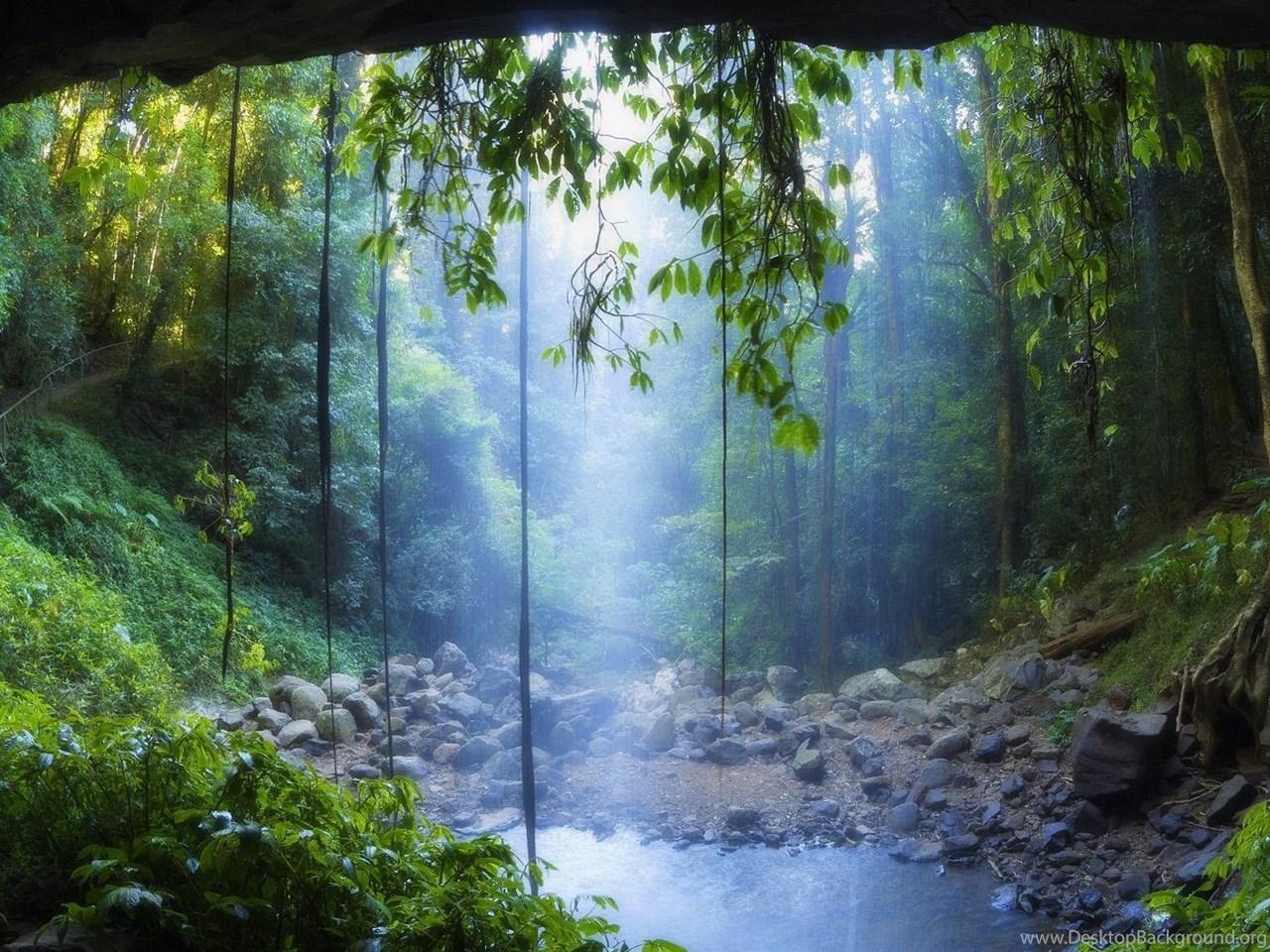 1280x960 Rain Forest Wallpaper Desktop Background