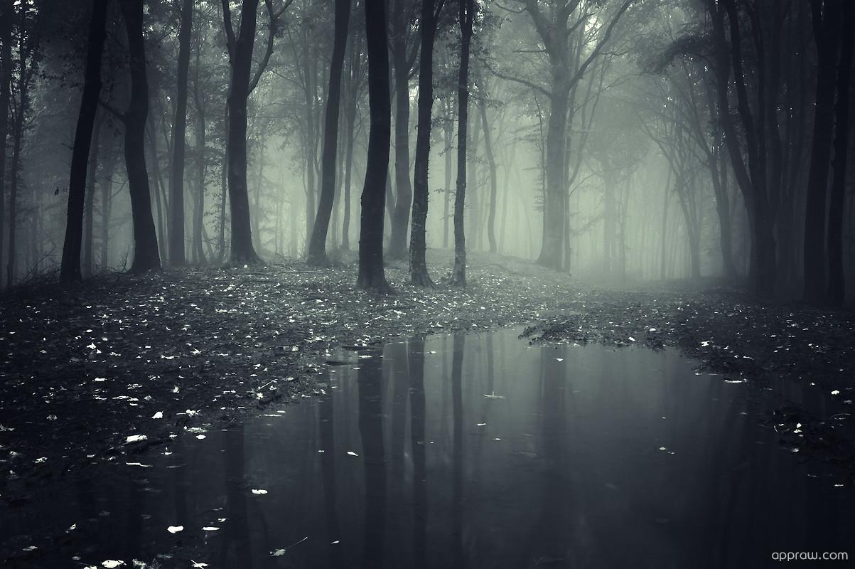 1203x800 Rain Forest Wallpaper download HD Wallpaper