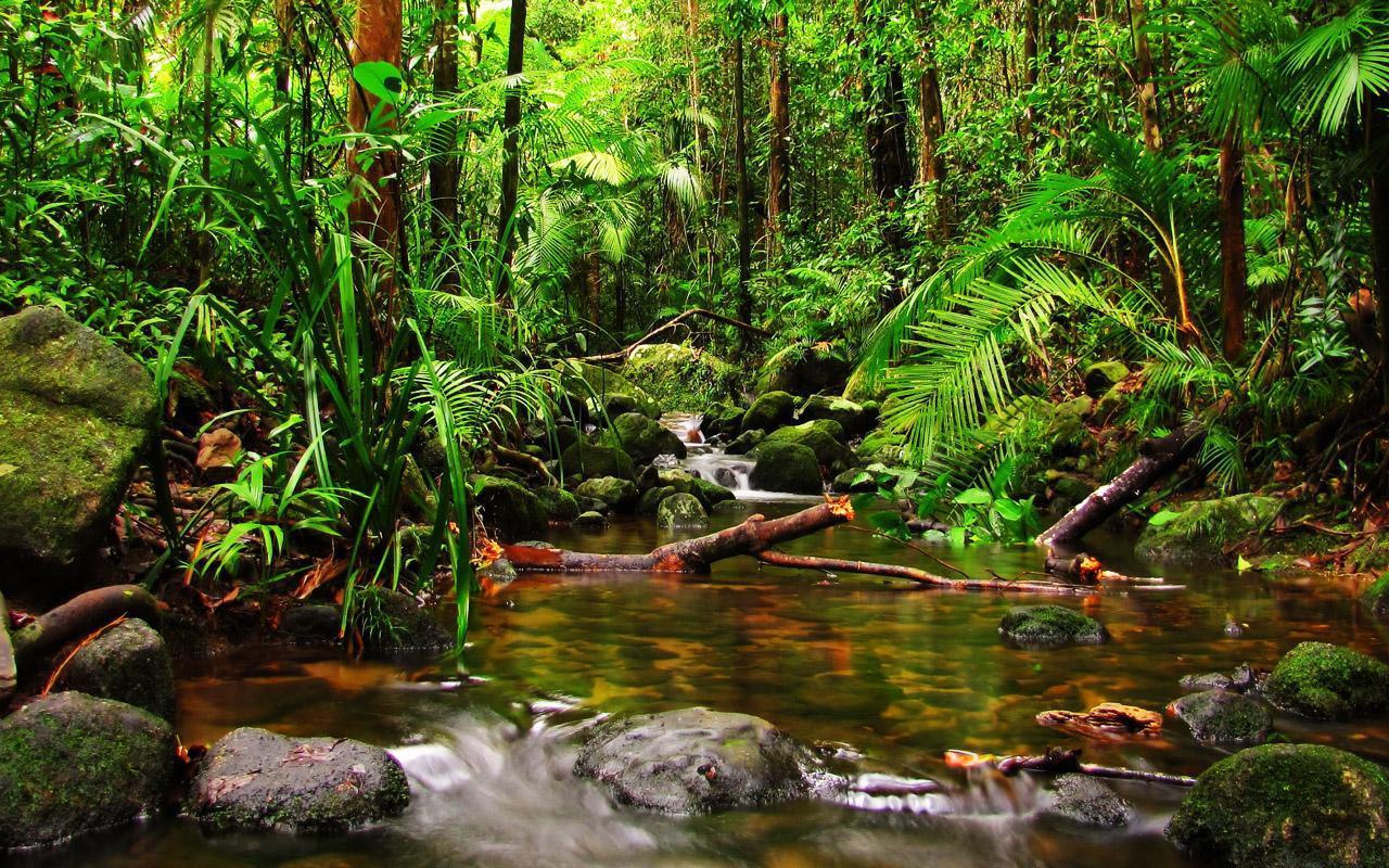 1280x800 Rain Forest Live Wallpaper for Android