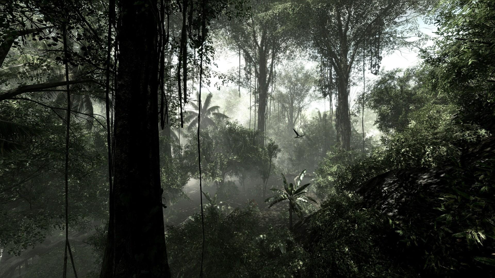 1920x1080 Rainy Forest wallpaper wallpaper Collections