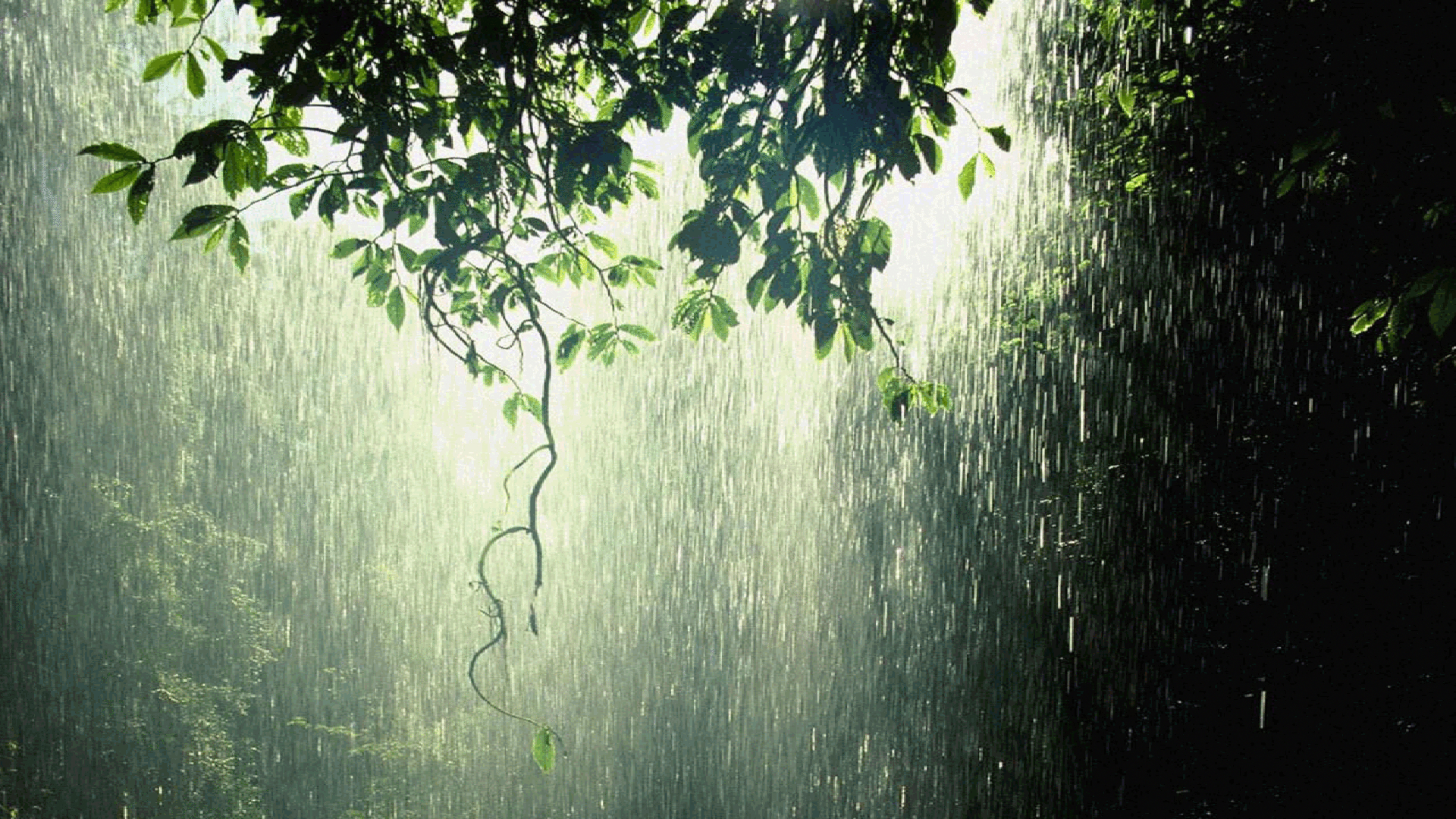 1920x1080 Photography Rain Raining Forest Green Wallpaper #rainwatercollectionsystem. Rain water collection system, Rain water collection, Rain photography